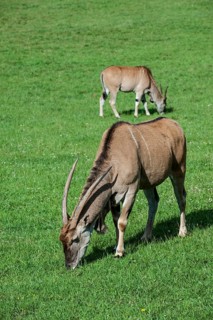 Tragelaphus oryx