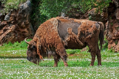 Moulting European bison