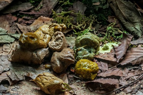 Fresh droppings from Eastern diamondback rattlesnake