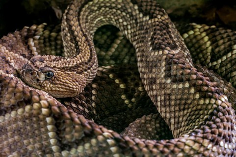 South American rattlesnake