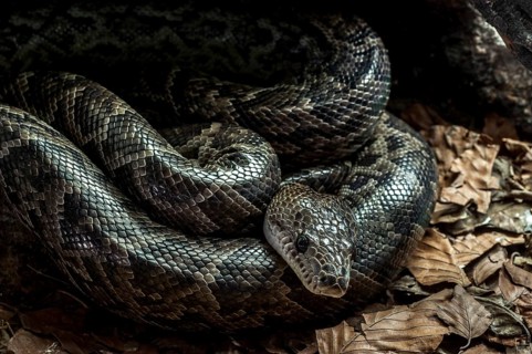 Cuban boa