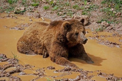European brown bear