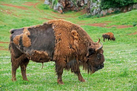 Moulting European bison