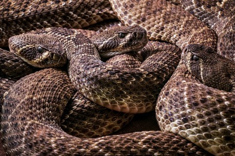 Three Western diamondback rattlesnakes