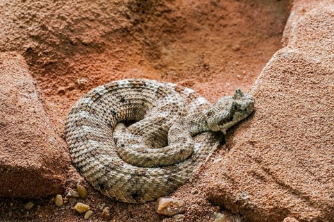Horned Rattlesnake