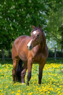 Red-brown Trakehner horse
