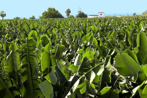 Dwarf banana