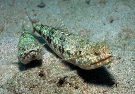 Variegated lizardfish
