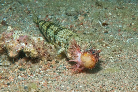 Variegated lizardfish