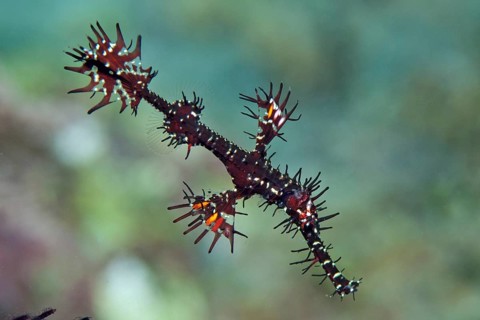 Ornate ghost pipefish