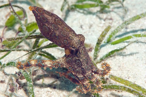 Greater blue-ringed octopus