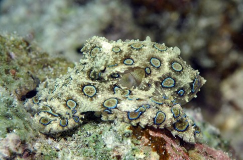 Greater blue-ringed octopus