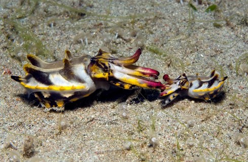 Flamboyant Sepia