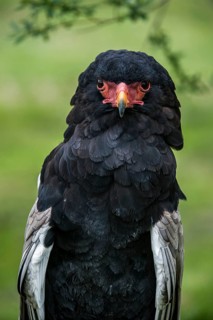 Close-up of the bateleur