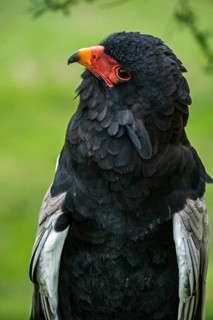 Close-up of the bateleur