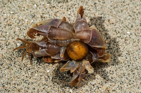 Blue goose barnacles