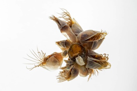 Blue goose barnacles