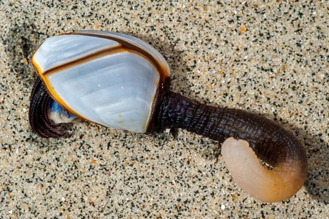 Common goose barnacles