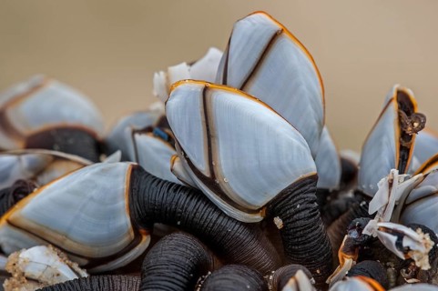 Common goose barnacles