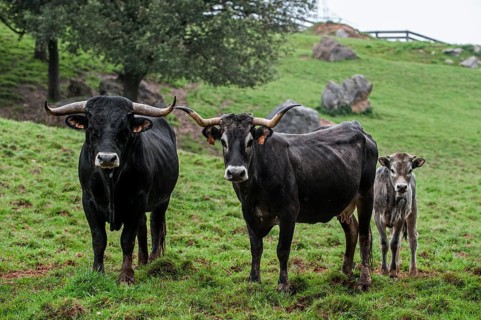 Tudanca cattle