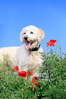 Labradoodle
