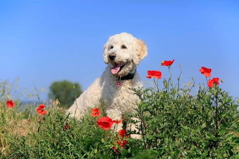 Labradoodle