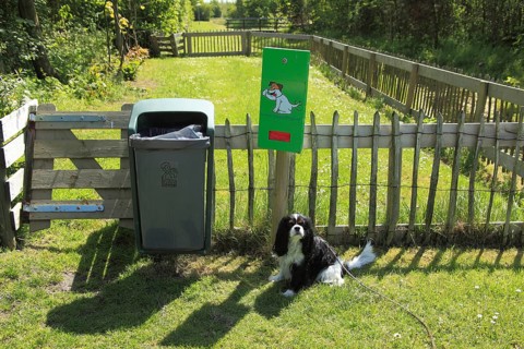 Cavalier King Charles Spaniel