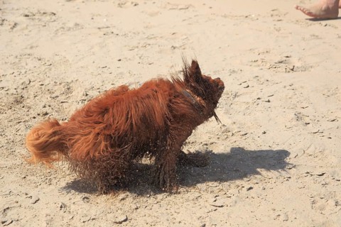 Cavalier King Charles Spaniel