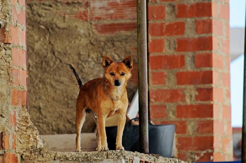 Dog