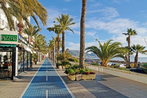 Palm trees