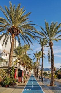 Palm trees