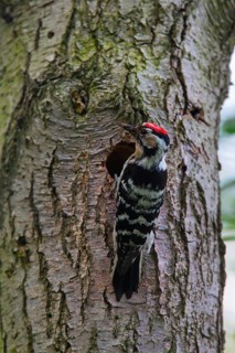 Lesser spotted woodpecker