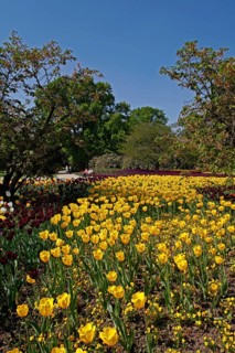 Luisenpark