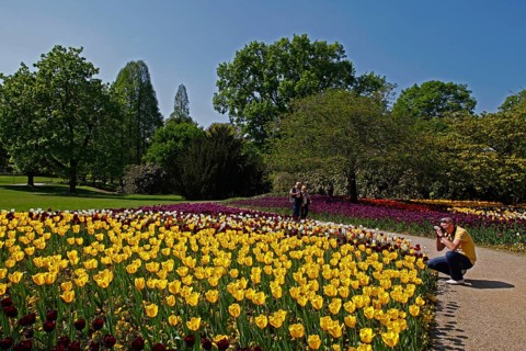 Tulip beds