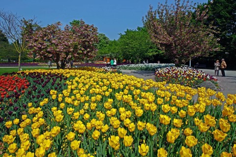 Tulip beds