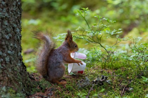 Eurasian red squirrel