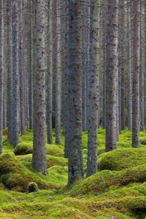 Spruces