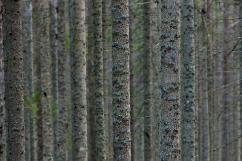 Spruces