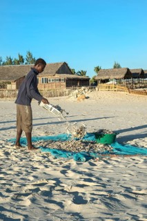 Malagasy fishermen collect dried fish on the beach
