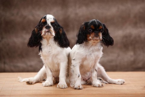 King Charles Spaniel