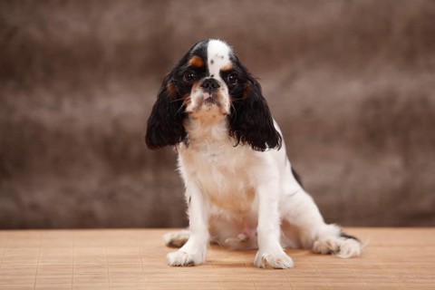 King Charles Spaniel