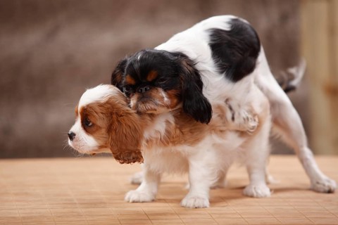 Cavalier King Charles Spaniel