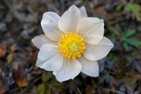 Anemone vernalis