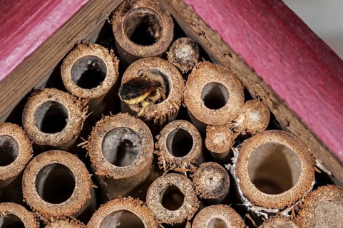 Mason bee