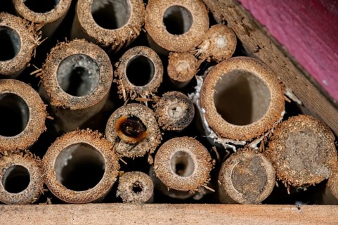 Mason bee
