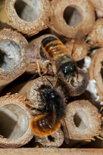 Mason bee