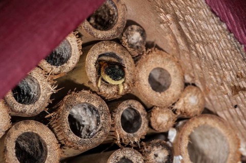 Mason bee