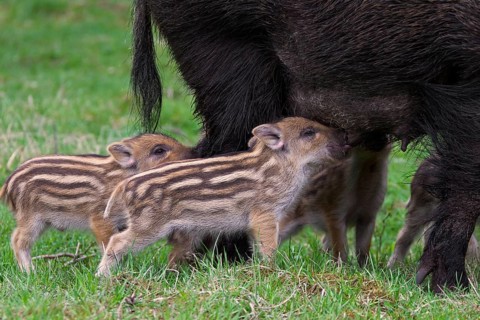 Wild boar