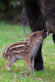 Wild boar