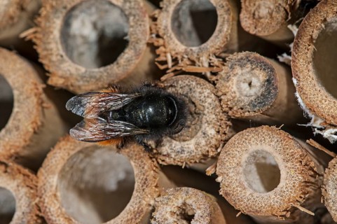 Mason bee